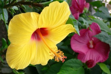 Hibisco