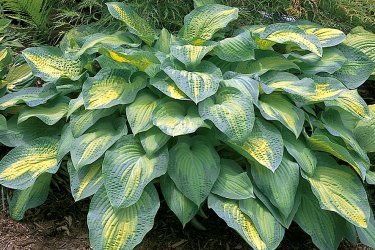 Hosta aqua raio de lua