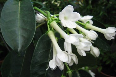 Stephanotis