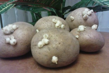 Batatas germinadas