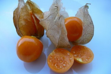 Plantando physalis