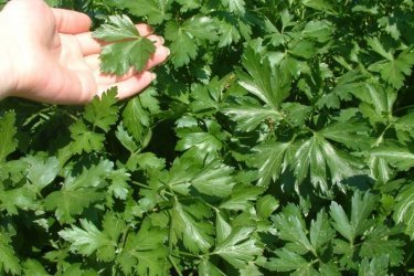 Plantando salsa na primavera