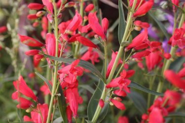 Penstemon barbudo