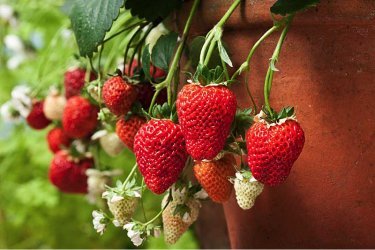 Cultivando morangos no parapeito de uma janela