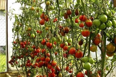 tomates em uma estufa