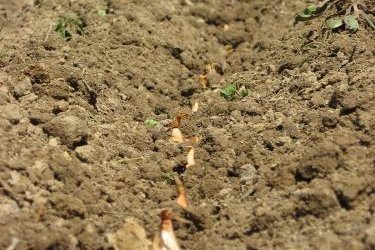 Plantando cebolas