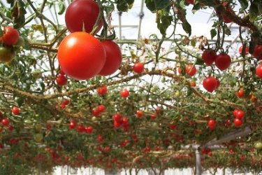 Tomates em estufa