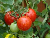 Cultivo de tomates em terreno aberto