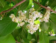 Flores de actinídia