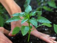 Plantando pimenta