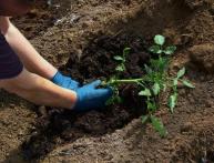 Tecnologia agrícola para cultivo de tomate 