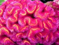 Pente Celosia