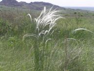 Grama de penas na estepe