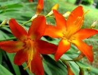 Crescendo Crocosmia 