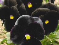 viola negra