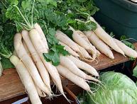 daikon