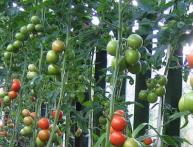 como cuidar de tomates 