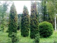 como cultivar thuja a partir de sementes