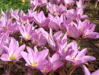 Colchicum na foto 