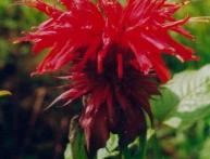 monarda