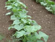 Plantando pepinos no solo