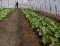 Plantar pepinos em estufa 