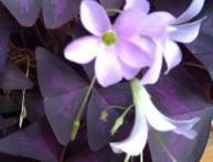 oxalis triangular