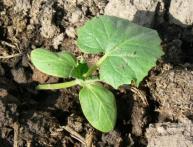 plantando mudas de pepino no solo