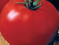 Tomato Gina é uma excelente escolha para terreno aberto