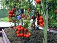 como cuidar adequadamente dos tomates