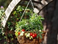 Cultivando tomates em casa