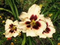 Plantar e cuidar de daylilies - regras simples