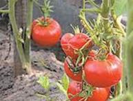 tomates