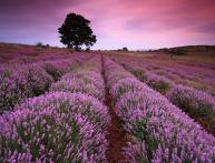 lavanda na foto 