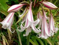 Crinum