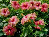 Hibisco de árvore de jardim - cuidado e cultivo