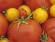 tomates