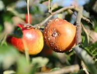 podridão de frutas