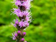 liatris