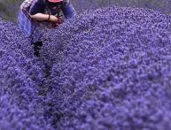 cuidado de lavanda