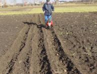 Plantar batatas usando um motocultivador