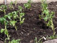 plantando tomates no chão