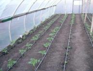 plantando tomates em uma estufa