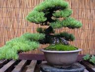 bonsai de cedro