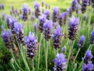 Lavanda angustifolia