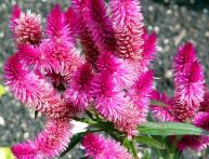 pente celosia