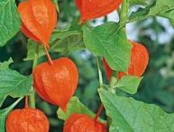 physalis