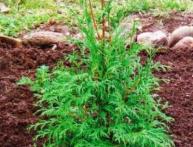 thuja