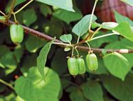 bagas de actinidia kolamikta