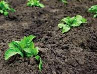 plantando batatas com sementes